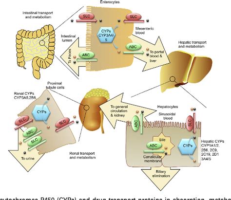 Cytochrome p450 Enzymes and Drug Metabolism .